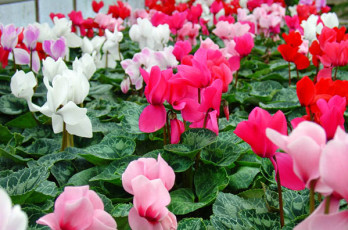 Szklarnia lach OGRODNICTWO (1)