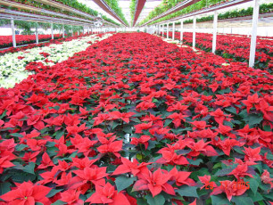 Szklarnia lach OGRODNICTWO (3)