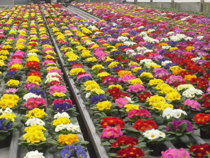 Szklarnia lach OGRODNICTWO (5)