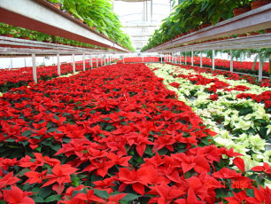 Szklarnia lach OGRODNICTWO (6)