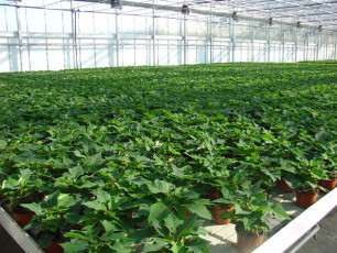 Szklarnia lach OGRODNICTWO (7)