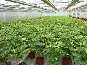 Szklarnia lach OGRODNICTWO (8)