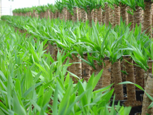 Szklarnia lach OGRODNICTWO (9)